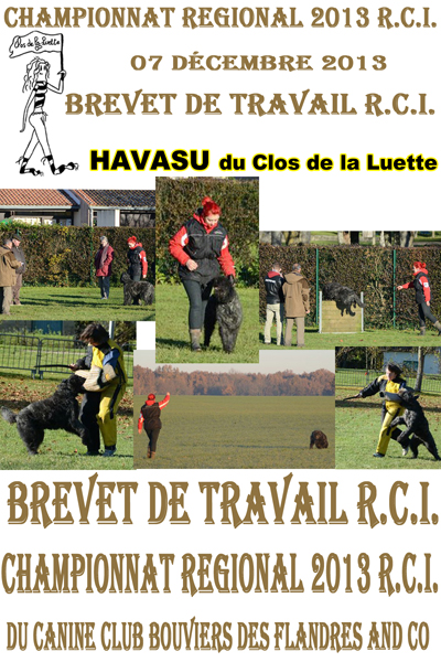 HAVASU du Clos de la Luette Brevet de travail en RCI ©